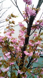 八雲だんごの八重桜